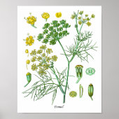 Fennel Herb Botanische Illustration Kitchen Decke Poster (Vorne)