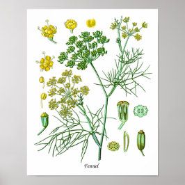 Fennel Herb Botanische Illustration Kitchen Decke Poster