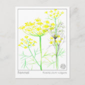 Fennel Materia Medical Herbal Study Card Postkarte (Vorderseite)
