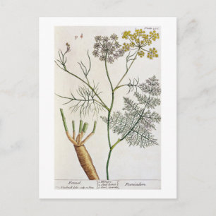 Fennel, Platte 288 von 'A Curious Herbal', veröffe Postkarte