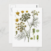 Fennel Postkarte (Vorne/Hinten)