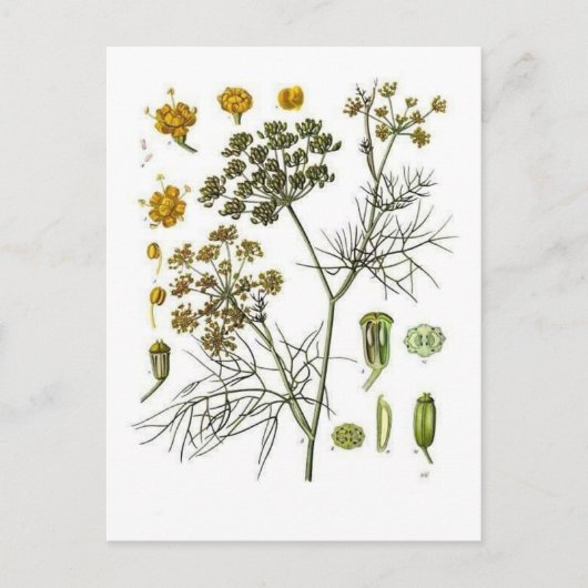 Fennel Postkarte (Vorderseite)
