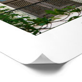 Fenster des alten San Juan, Puerto Rico Poster (Ecke)