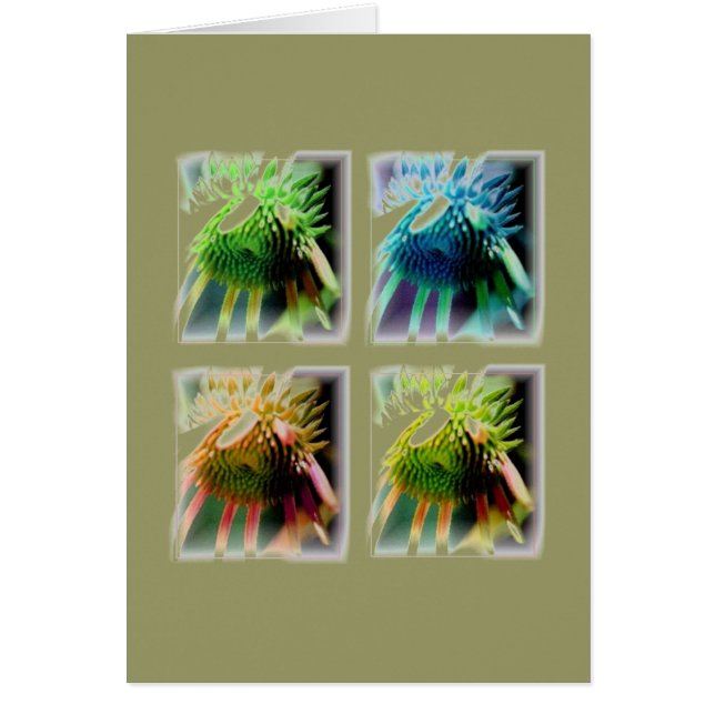 Fenster des Echinecea Wachstums (Vorne)