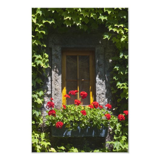 Fenster "Red Geranium Blume" Fotodruck (Vorne)