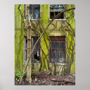 Fenster und Weinreben Poster