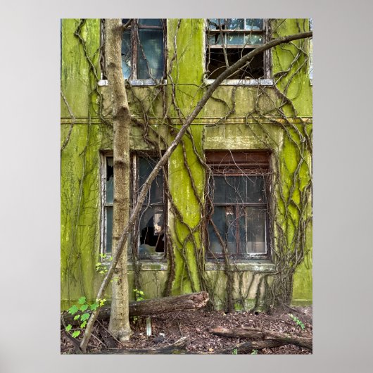 Fenster und Weinreben Poster (Vorne)
