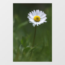 Fensteraufkleber - Die einsame Margerite