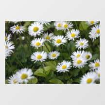 Fensteraufkleber - Wild Daisies Fotografie
