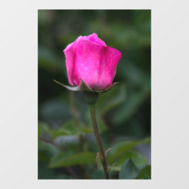 Fensterfolie - Elegante rosa Rosenknospe Fotografi Fensteraufkleber