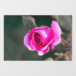 Fensterfolie - Foto von Rose und Knospen Fensteraufkleber