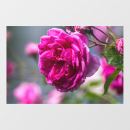 Fensterfolie - Pink Rose Fotografie Fensteraufkleber