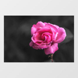 Fensterfolie - Pink Rose Fotografie Fensteraufkleber
