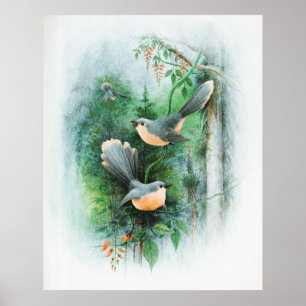Fentail Wrens Animal Wildlife Bird Poster