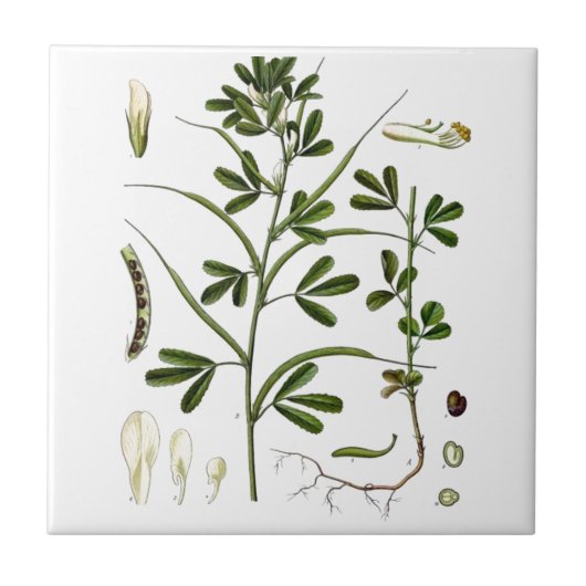 Fenugreek Fliese (Vorderseite)