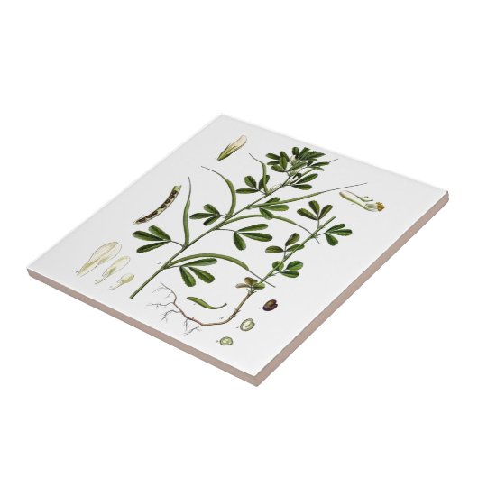 Fenugreek Fliese (Seite)