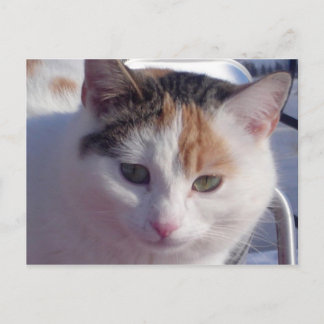 Feral Beauty Postkarte