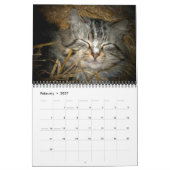 Feral Cat Fotokalender Kalender (Feb 2027)