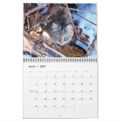 Feral Cat Fotokalender Kalender (Mär 2027)