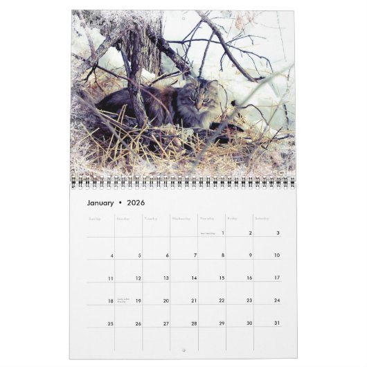 Feral Cat Fotokalender Kalender (Jan 2026)