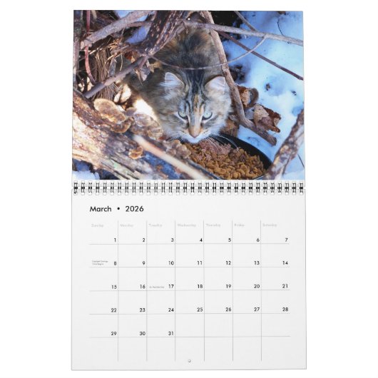 Feral Cat Fotokalender Kalender (Mär 2026)