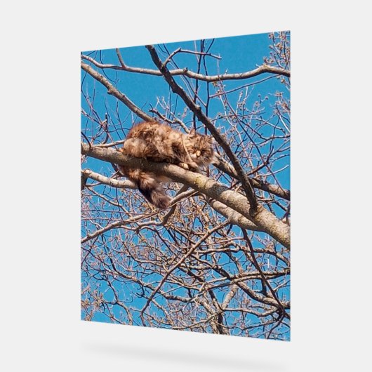 Feral Cat Lucy in Tree Cat Lover Acrylschild (Winkel)