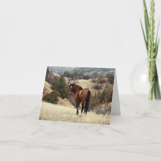 Feral Horse, Theodore Roosevelt National Park, ND Karte (Vorderseite)
