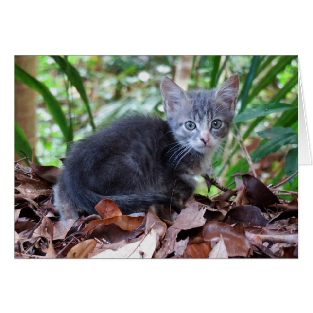 Feral Kitten (Vorderseite (Horizontal))
