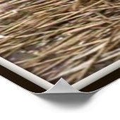 Feral Kittens Poster (Ecke)