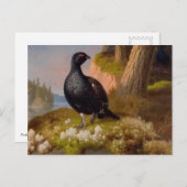 Ferdinand von Wright Black Grouses CC0065 Postkarte (Vorne/Hinten)