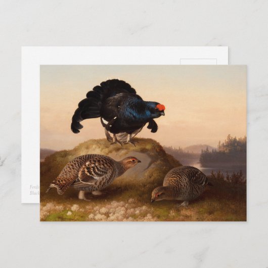 Ferdinand von Wright Blackgrouses CC0822 Postkarte (Vorne/Hinten)
