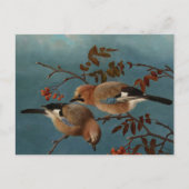 Ferdinand von Wright - Jay Postkarte (Vorderseite)