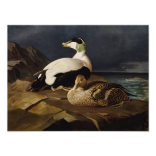 Ferdinand von Wright - Paar der Eider Fotodruck