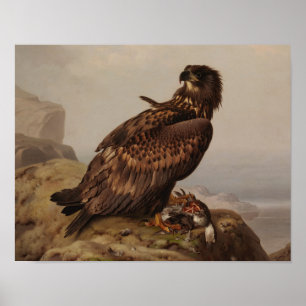 Ferdinand von Wright - Weißschwanzadler Poster