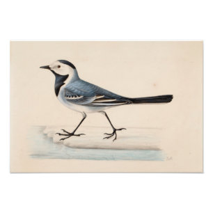 Ferdinand von Wright - White Wagtail Fotodruck