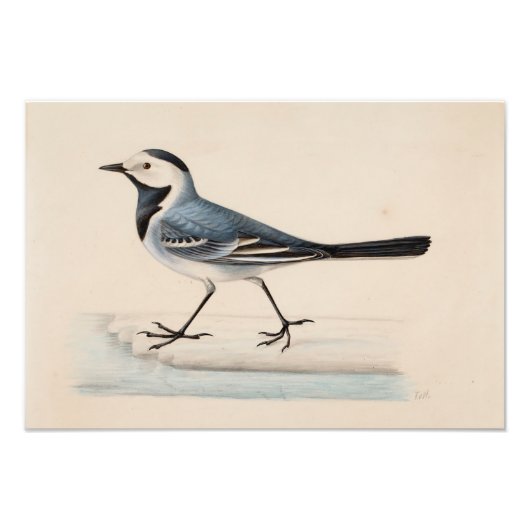 Ferdinand von Wright - White Wagtail Fotodruck (Vorne)