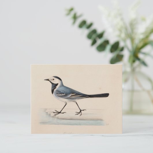 Ferdinand von Wright - White Wagtail Postkarte (Stehend Vorderseite)