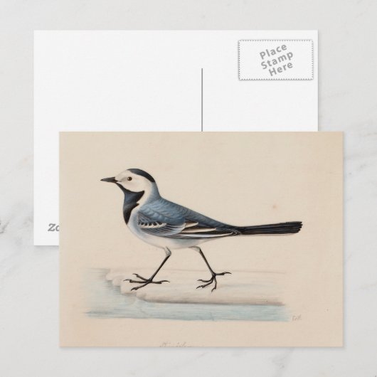Ferdinand von Wright - White Wagtail Postkarte (Vorne/Hinten)