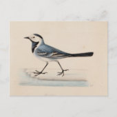 Ferdinand von Wright - White Wagtail Postkarte (Vorderseite)