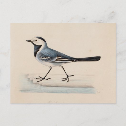 Ferdinand von Wright - White Wagtail Postkarte (Vorderseite)