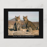 Ferische Katzen Postkarte - Los Alamos Nr Chirivel