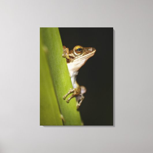 Ferkel auf Blatt im Profil Leinwanddruck (Vorderseite)