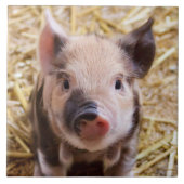 Ferkel Fliese (Vorderseite)