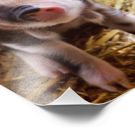 Ferkel Fotodruck (Ecke)