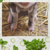 Ferkel Geschirrtuch (Gefaltet)