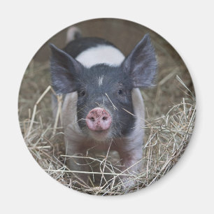 Ferkel im Stroh Magnet