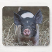 Ferkel im Stroh Mousepad (Vorne)