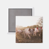 Ferkel in Barnyard Magnet (Vorderseite/Rückseite)