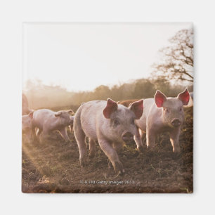 Ferkel in Barnyard Magnet