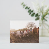 Ferkel in Barnyard Postkarte (Stehend Vorderseite)